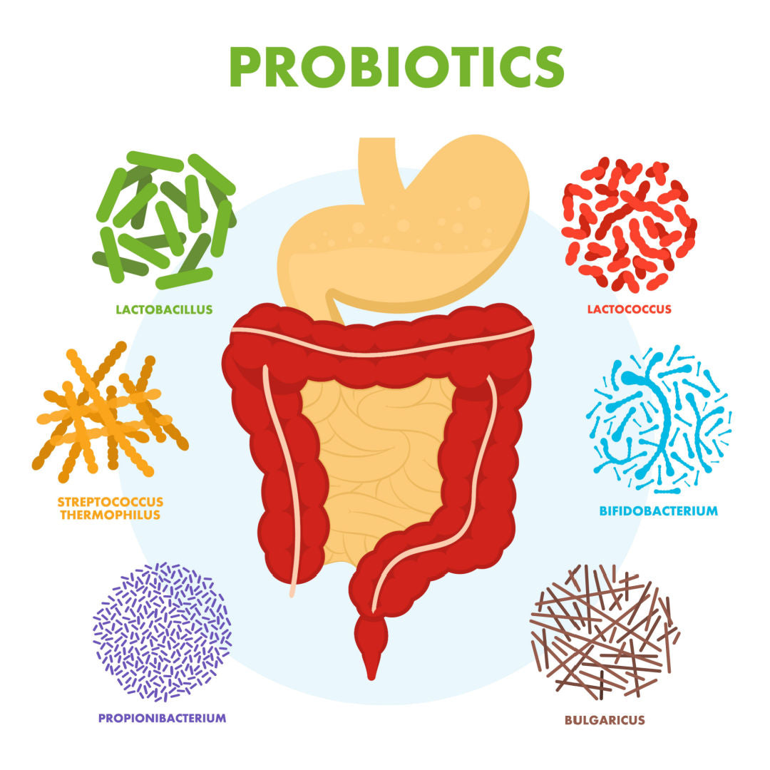 when-is-the-best-time-to-take-probiotics-daiwa-health-development-inc