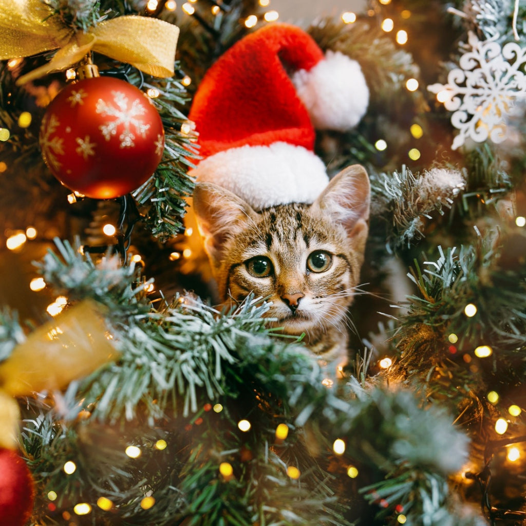 Pet-Proofing your Holiday Decorations